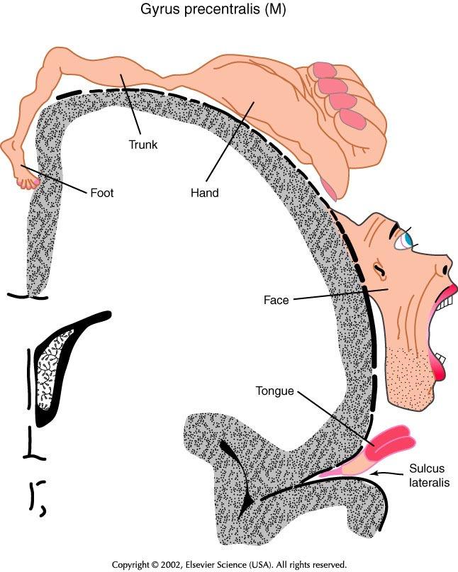 Anatomie des Motorischen Nervensystems I: Motorische Hirnrinde: