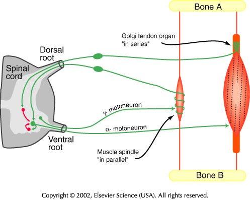 Anatomie des Motorischen Nervensystems II: