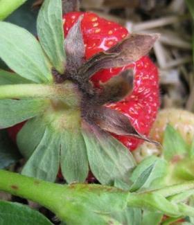 Gnomonia fructicola Moon Sensation gegen weitere Krankheiten auf Erdbeeren