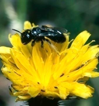 Anteil gefährdeter Wildbienenarten in Baden-Württemberg 1985 2000 0 50 100% Die Entwicklung der Roten Liste der Wildbienen am Beispiel von
