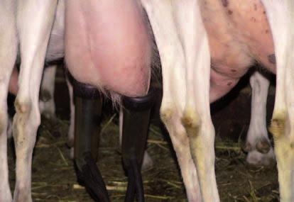 Faktoren, welche die Eutergesundheit beeinflussen: Stallhygiene Stallklima Haltung Fütterung Tierzukauf Melkhygiene Melktechnik Saubere Einstreu.
