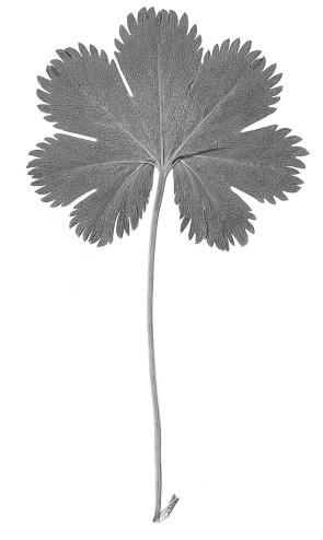 38 G. Hügin & S. E. Fröhner Alchemilla-Arten behandelt, das sind solche mit vergleichsweise tief geteilter Blattspreite und relativ großen Blattzähnen (Näheres zum Begriff vgl. Kap. 6).