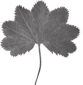 Alchemilla im Jura Fortsetzung 1 51 A. lunaria A. pseudodecumbens A.
