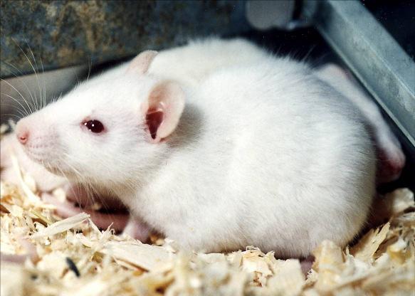 Fortpflanzung und Entwicklung bei chronisch exponierten Mäusen Vier aufeinanderfolgende Generationen von Mäusen Ab Zeitpunkt der Zeugung chronische Ganzkörper-Exposition mit UMTS, SAR