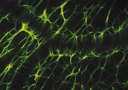 Synaptische Transmission Zusatzwissen! Was machen Gliazellen noch, von denen es ja 10 mal mehr gibt als Neuronen?