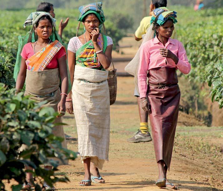 INDIEN Schwere körperliche Arbeit: Frauen als Teepflückerin, Frauen auf dem Feld.