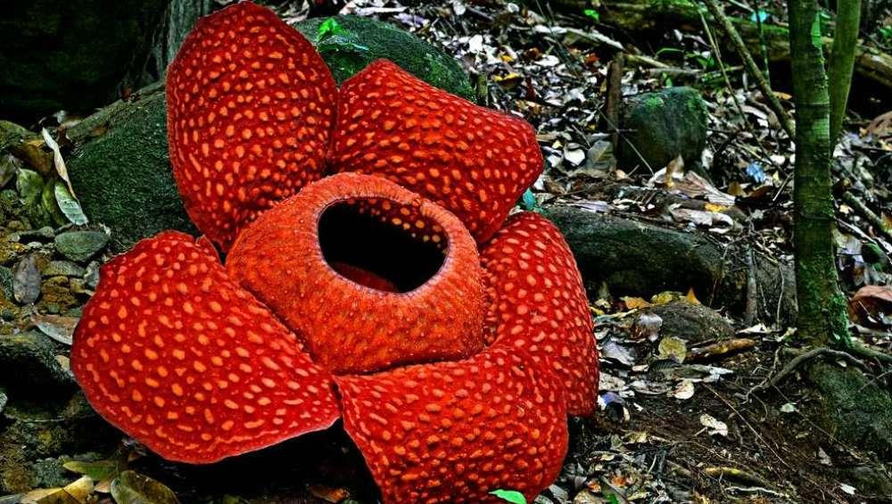 Rafflesia im