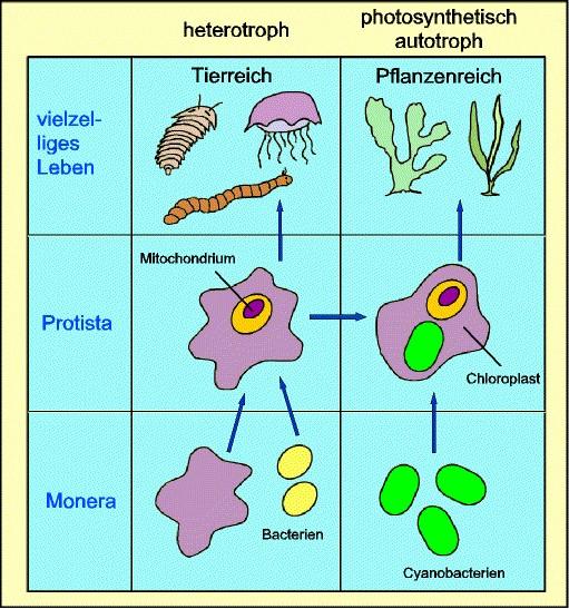 Endosymbiontentheorie Mitochondrien und Chloroplasten umgeben von Doppelmembran (vgl.