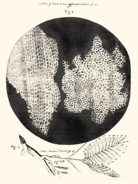 Robert Hooke