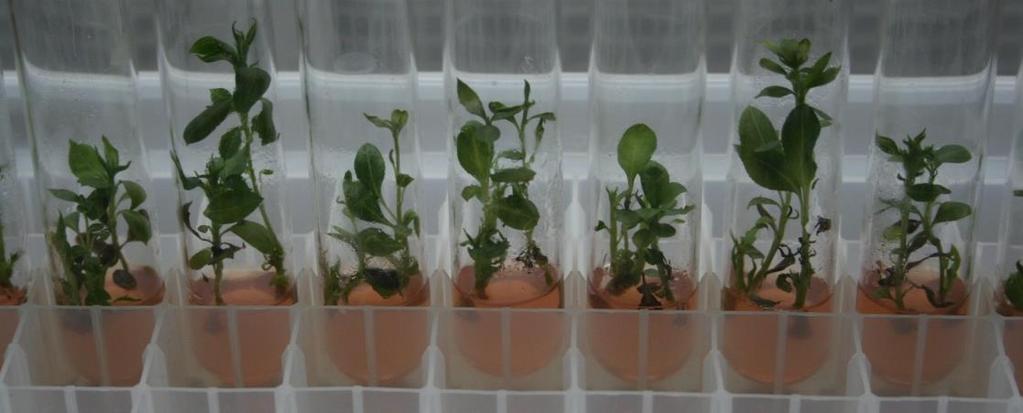 Vegetative Vermehrung der resistenten Genotypen resistente Genotypen lassen