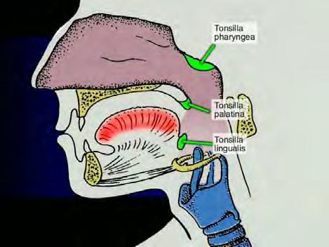 Lymphoepitheales System Waldeyerscher Rachenring Tonsilla pharyngea (