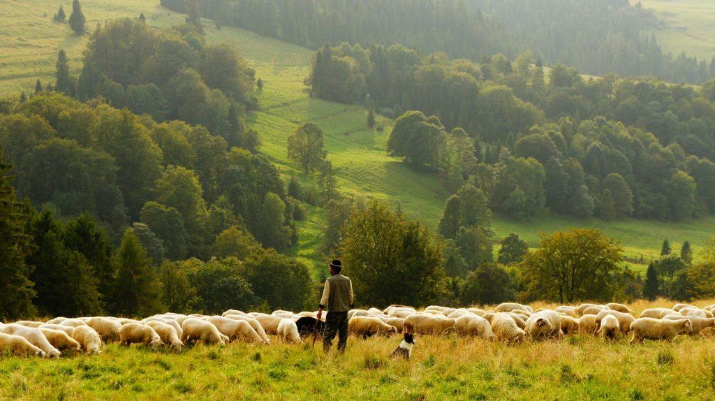 5.3 Mittel gegen Zecken bei Schafen Vorkommen Im deutschsprachigen Raum findet man Schafzecken vor allem in der Oberrheinischen Tiefebene und entlang des Mains.
