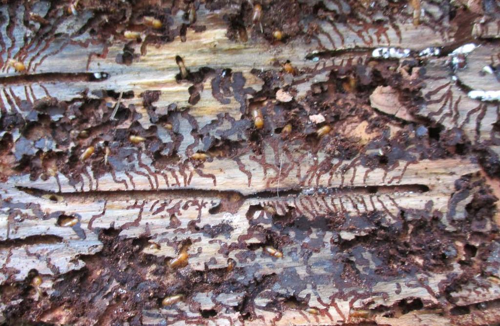 Bild 2: Brutbaum am Oberen Haller die Jungkäfer sind geschlüpft, die Altkäfer verpilzt (Foto C. Hehn 17.09.2018).