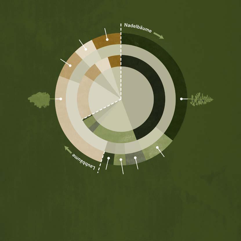Waldbau für den Wald von morgen Sonstige Laubhölzer Eiche 7 5 Edel-Laubhölzer 6 7 6 5 % Baumartenverteilung 2066 % Baumartenverteilung 2016 Jagd Einen wesentlichen Beitrag zum Waldumbau leistet die