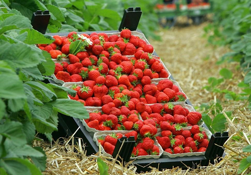 4. Erdbeeren pflücken In Manderveen, in Holland, gibt es ein Erdbeer-Feld. Dort können Sie im Stehen Erdbeeren pflücken und naschen. Wann: Freitag, 8. Juli 2016 10.