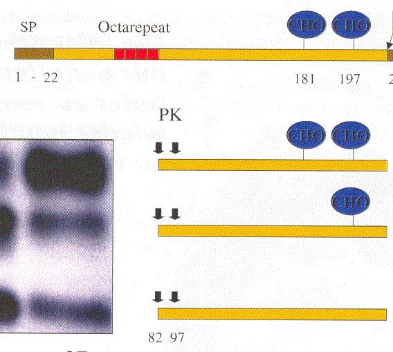 Appearance of Cellular and Scrapie Isoforms of PrP in the Western Blot PrP C PrP Sc
