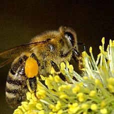 Die Biene ein besondereres Insekt Vorderbein/ Putzbein Fühler