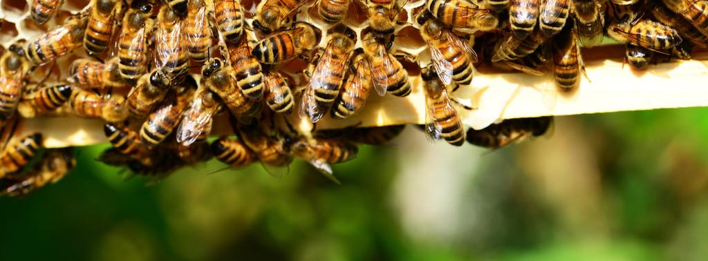 Das Volk Klare Job-Verteilung So wirst du zum echten Bienenfreund!