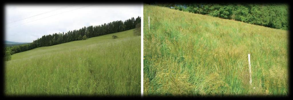 Wenig intensive Dauerwiesen Typisch für das Berggebiet und Grenzertragsstandrte im Flachland Leitgräser sind Gld- und Glatthafer Hrstbildende Arten