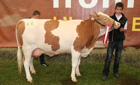 Bundesfleckviehschau 2011 Höhepunkt der Generalversammlung war die Verleihung der Urkunden für die Golden Girl-Lebensleistungskühe. 29 Milch- und zwei Fleischkühe erreiten die Kriterien dazu.