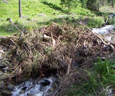 absturzgefährdeten Bäumen, abflusshindernden Bewuchs, obliegt den Eigentümern des jeweiligen betroffenen Ufergrundstückes. (Soweit zumutbar!