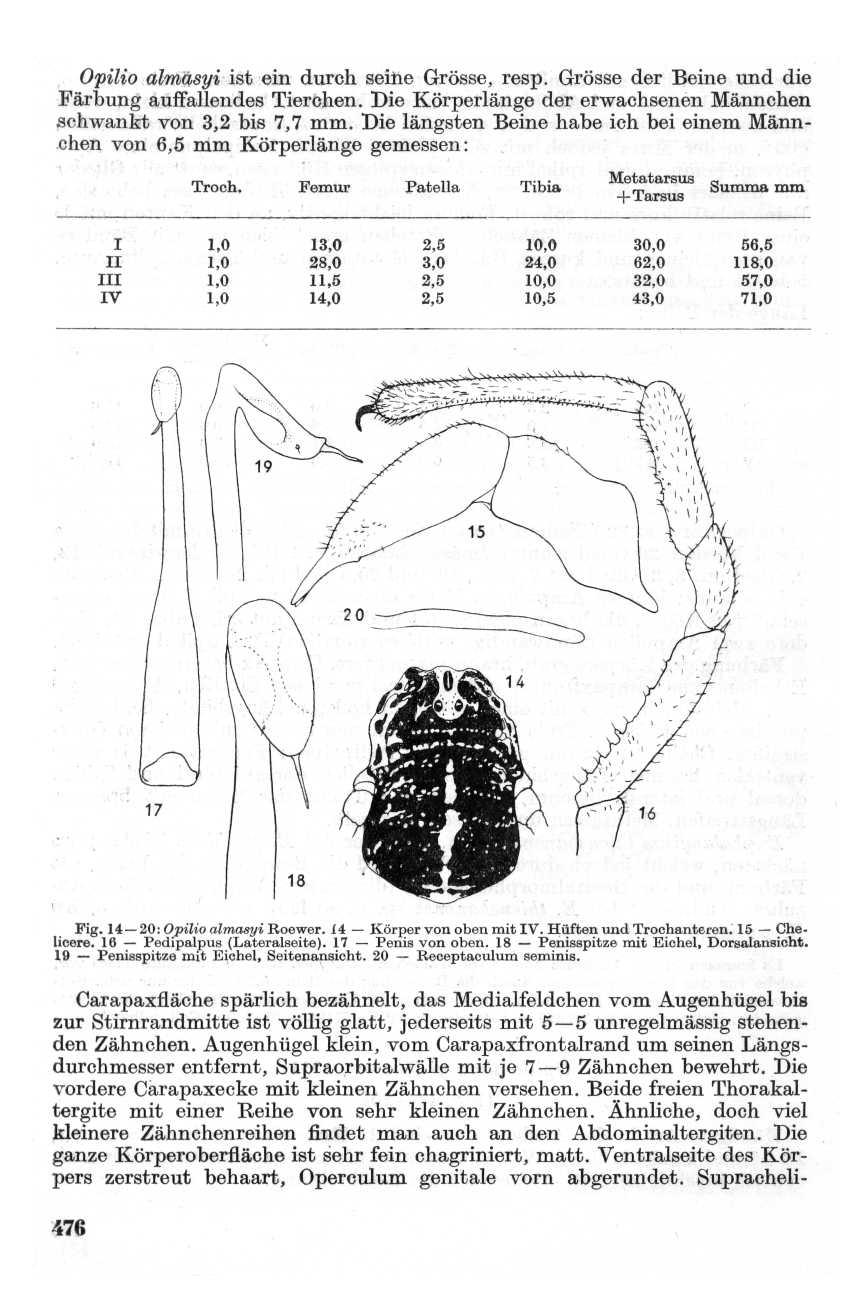 Opilio almasyi ist ein durch seine Grösse, resp. Grösse der Beine und die Färbung auffallendes Tierchen. Die Körperlänge der erwachsenen Männchen,schwankt von 3,2 bis 7,7 mm.