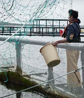 Gefüttert werden die Fische ausschliesslich mit nachhaltig produzierter Bio-Nahrung, frei von chemischen Produkten.