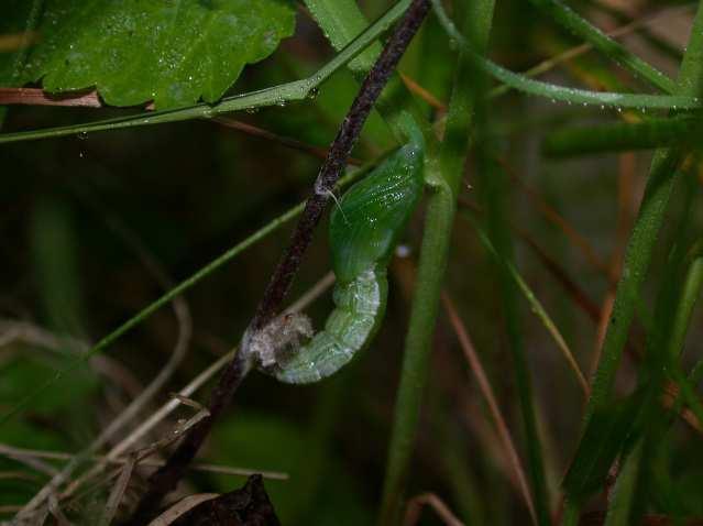 Dazu verspinnt sich die Raupe zunächst in einen Gürtel an der Pflanze und befestigt zusätzlich das Fußende mit einem Widerhaken an ein vorher angelegtes Spinnpolster an der Pflanze.