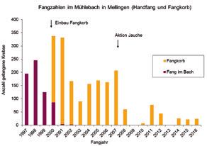 Auch der Fangkorb am Mühlebach in Mellingen hat gut funktioniert (Abb. 10).