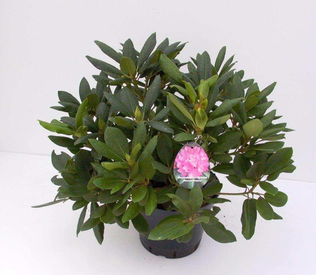 114 17 x 4 17 Rhododendron Hybr.