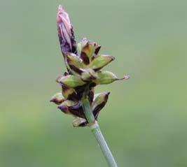 BIOTOPPFLEGE 2010 Holunder-Knabenkraut (Dactylorhiza sambucina). Ch.E. Berg-Segge (Carex montana). G.N. Echte Schlüsselblume (Primula veris). G.N. Die Zistelwiese Trendwende geschafft?