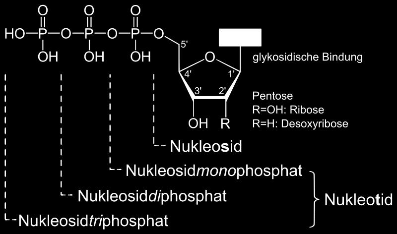 Aminosäuren Klasse organischer Verbindungen mit mindestens einer Carboxy- (-COOH) und einer Aminogruppe (-NH 2 ), Bausteine von Proteinen zb Glycin, Alanin, Valin, Histidin,.