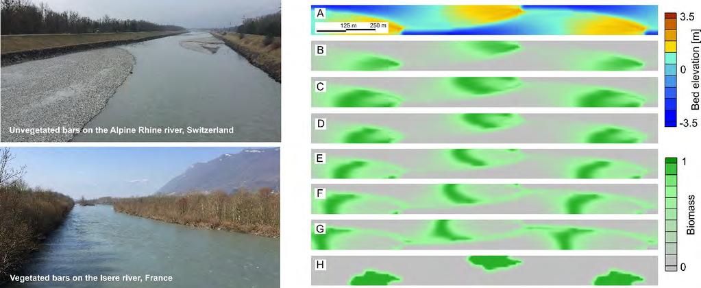 BASEveg: a tool for Eco-morphodynamic Modelling Speaker: Francesco Caponi, PhD Student River managers and a society that aims at a sustainable interaction with the fluvial system are challenged by