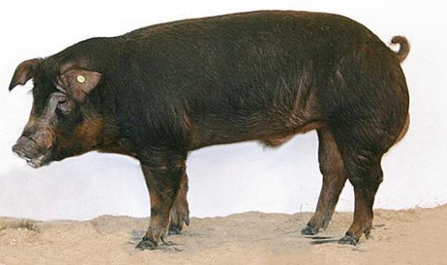 1. Die Rassen 1.1.1. Das Schwäbisch Hällische Landschwein die Mutterlinie Das Schwäbisch Hällische Landschwein ist eine naturbelassene Schweinerasse, die schon fast in Vergessenheit geraten war.