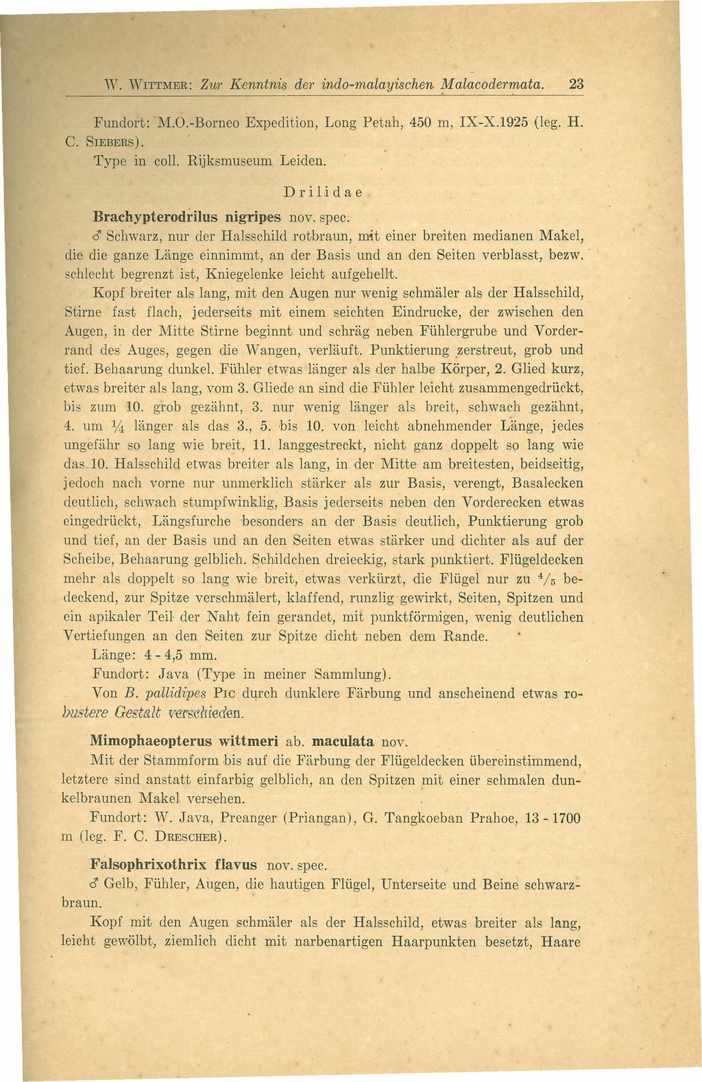 W. WI'ITMER: Zur Kenninis der indo-malayischen Molacodermaia. 23 Fundort: M.O.-Borneo Expedition, Long Petah, 450 m, IX-X.1925 (leg. H. C. SIEBERS). Type in coll. Rijksmuseum Leiden, DriLidae.