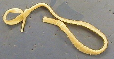 Plattwürmer