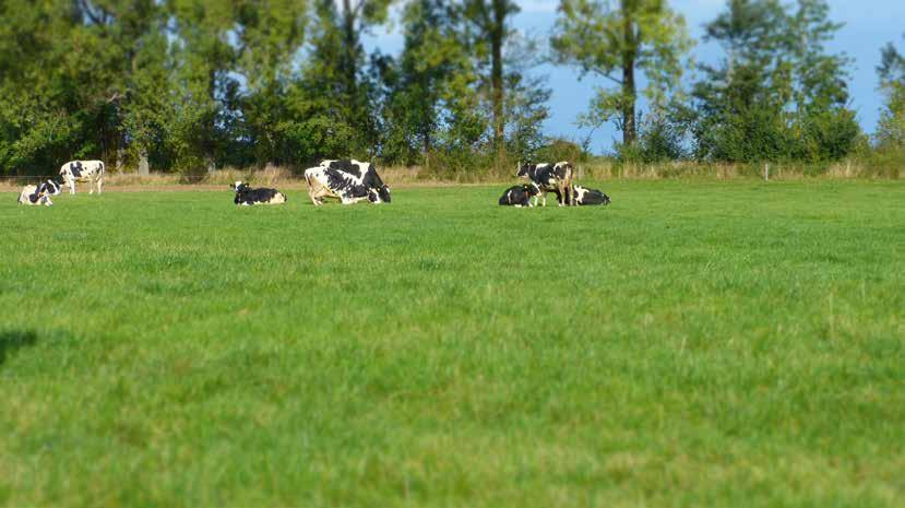 pflanzen erkennen Schritte zur Bewertung des es Hubert Kivelitz, Deutsche Saatveredelung AG Lippstadt Die grünlandbasierte Milchproduktion steht unter einem hohen ökonomischen Druck.