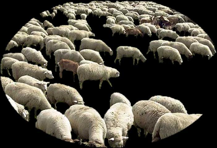 Die Versammlung bildet eine Herde aus Gläubige der Juden und der Heiden Johannes 10,16 Und ich habe andere Schafe, die