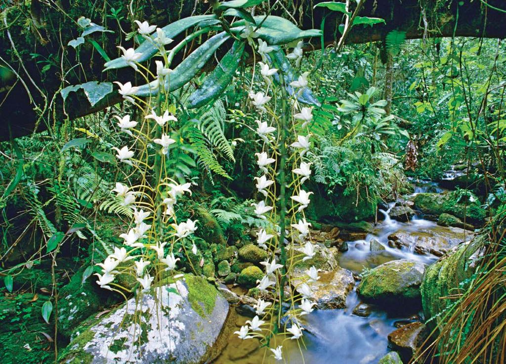 Pflanzen In Afrika findet man viele ungewöhnliche Pflanzen. Vor allem im feuchten Regenwald können sie sehr gut wachsen.