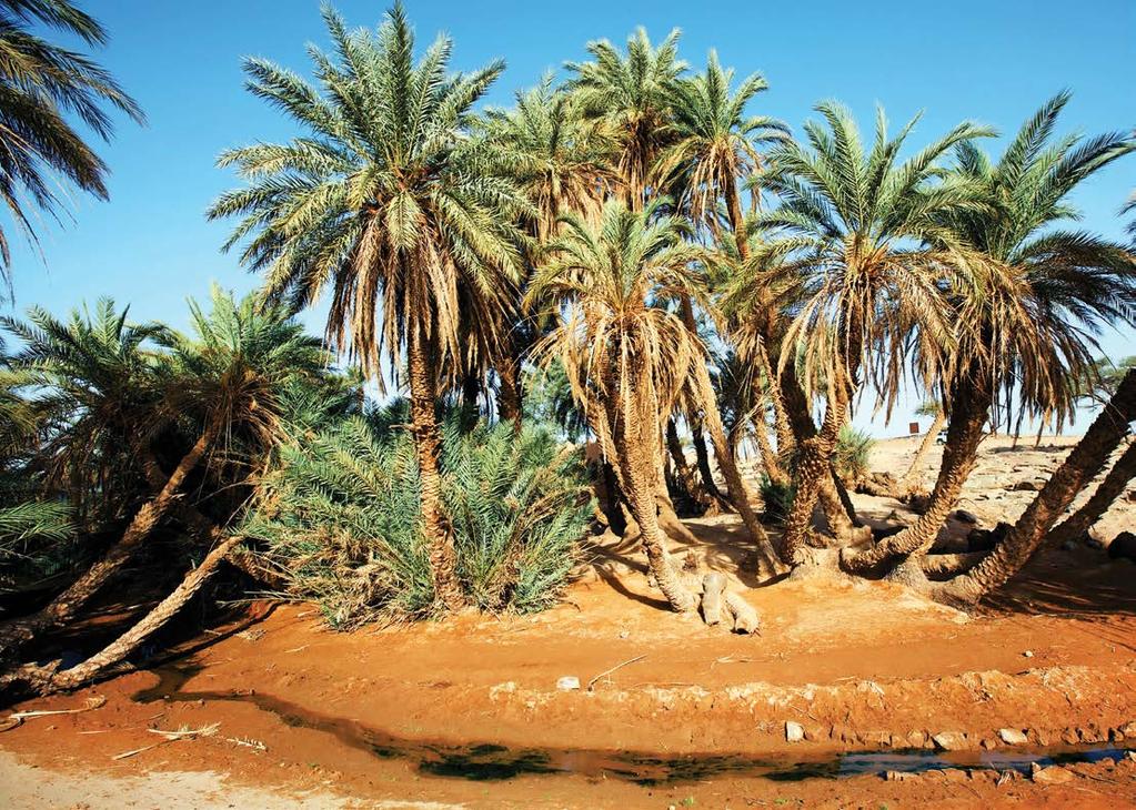 Palmen wachsen in der Wüste, wo das Wasser aus dem Untergrund kommt. In den Savannen wachsen Baobab-Bäume mit dicken Stämmen und dornige Akazien.
