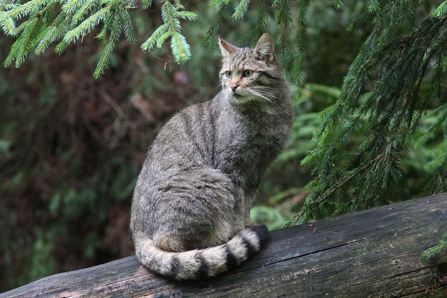 2019: Wildkatze (Felis silvestris silvestris) Josef Limberger Der Naturschutzbund hat die Europäische Wildkatze (Felis silvestris silvestris) zum Tier des Jahres 2019 für Österreich gewählt.