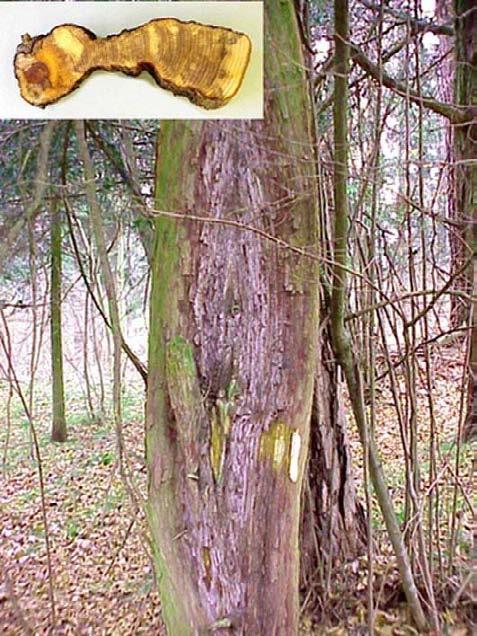 Auch an Eiben am Uetliberg bei Zürich und im Fürstenwald bei Chur wurden auffällige Baumkrebse gefunden (Abb. 12) und kürzlich beschrieben (HASSLER et al. 2004).
