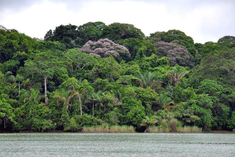 Ein artenreicher, tropischer Tieflandregenwald im Panamakanal.