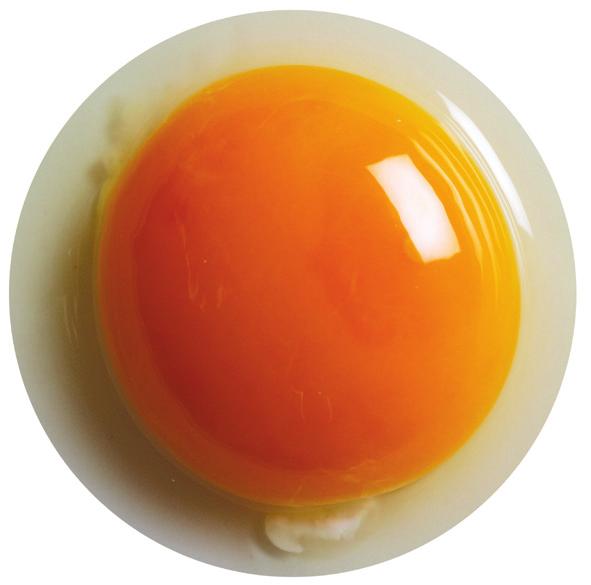 5.1.2 Eibildung Im Erwachsenenalter besitzen Hennen eine Reserve von mehreren tausend Fortpflanzungszellen: die Eizellen (Oozyten).
