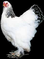 Hühnerfütterung Für eine erfolgreiche Fütterung Ihrer Hühnerküken, Junghennen und Legehennen Die Deutsche Rassegeflügelzucht ist die älteste