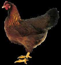 Leistungsanforderungen verknüpft werden können, die an das Huhn als Nutztier gestellt werden.