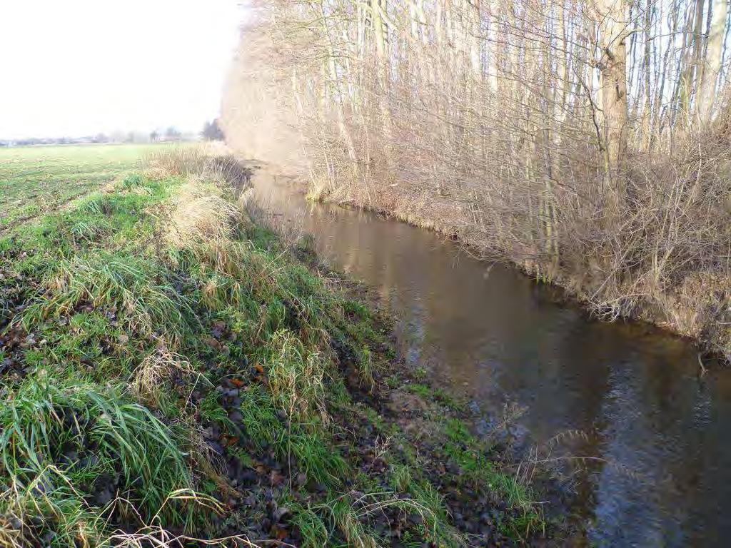 Salzwedeler Dumme