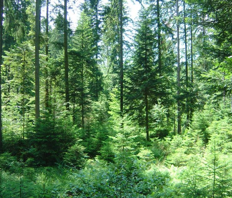 Was heißt t nachhaltige Waldwirtschaft?