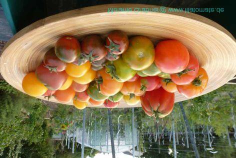 Das$Tomatenjahr 8$Tipps$für$gesunde$Tomaten$ 1.#Gesundes#Saatgut#wählen,#am#besten#samenfeste#Sorten#aus#eigener#Ernte 2.