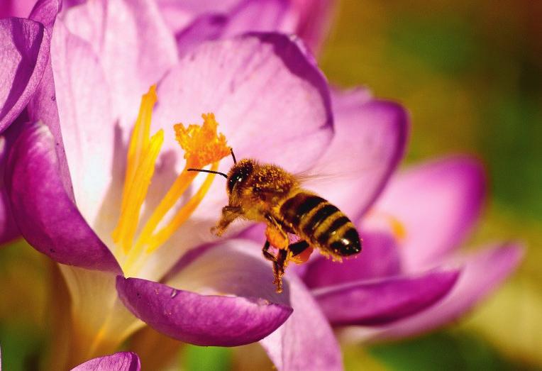 Insektenstich-Allergiker Notfallset bei